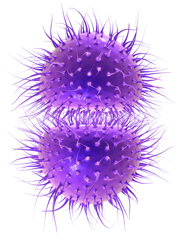biointestinalrestoregran